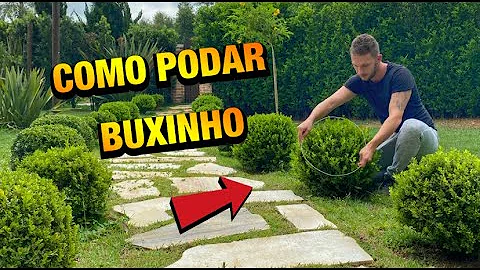 Qual o tempo de crescimento da planta Murta?