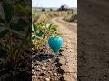 The Infinite Life Cycle of a Blue-Green Strawberry 🍓 | 1 Year Time-lapse