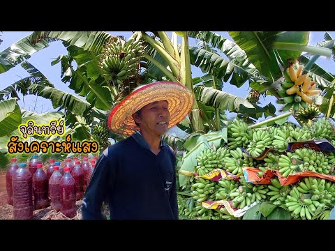 ปลูกกล้วยไข่กำไรงาม ดูแลน้อยใช้ทุนต่ำ"ไม่แตะสารพิษเคมี" | ทำสวนเรียบง่ายขี้เกียจก็ทำได้!!!