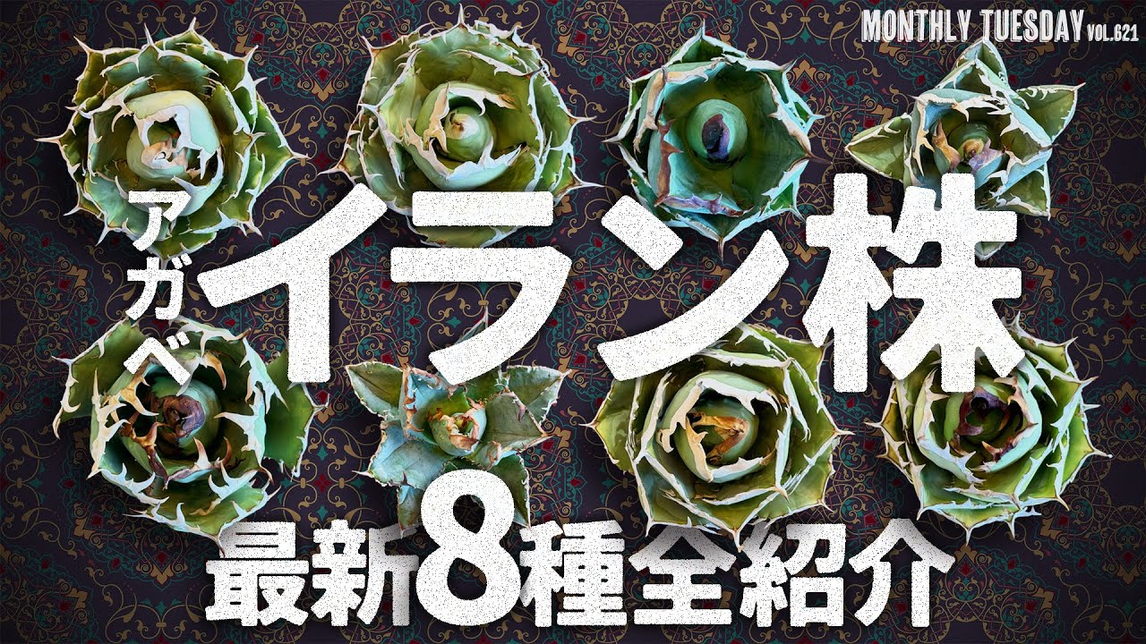 Agave] Eight new varieties of the popular Iranian Agave titanota