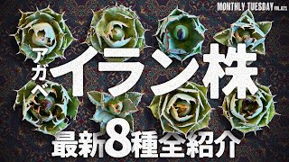 Agave] Eight new varieties of the popular Iranian Agave titanota