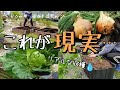 【ガーデニングと畑】これが野菜作り4年目の結果/リアルな収穫をお見せいたします/理想じゃない現実にも懲りずに野菜作り/玉ねぎとキャベツの収穫