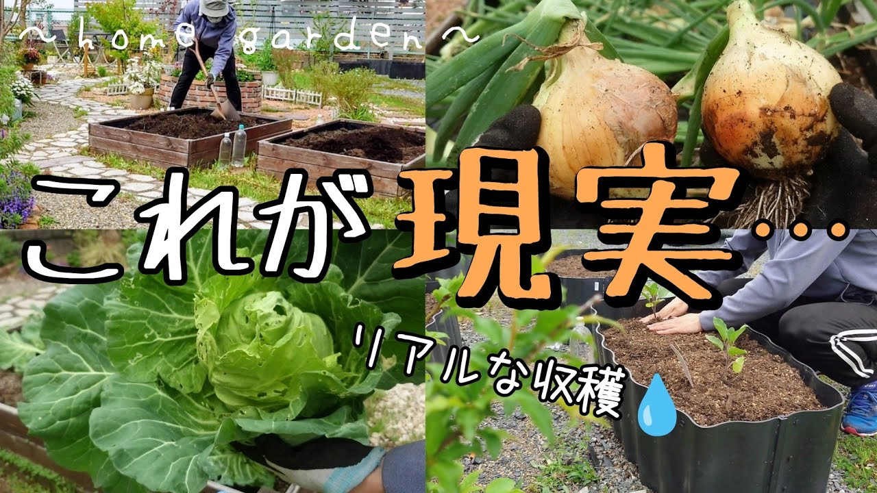 【ガーデニングと畑】これが野菜作り4年目の結果/リアルな収穫をお見せいたします/理想じゃない現実にも懲りずに野菜作り/玉ねぎとキャベツの収穫