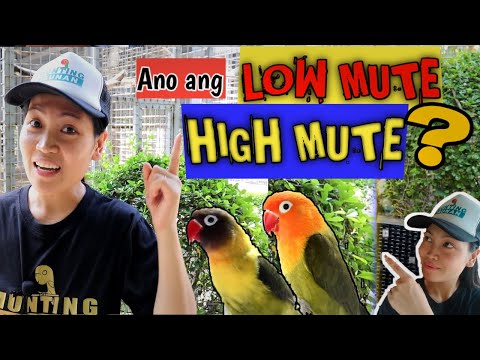 Low Mute At High Mute Sa African Lovebirds Ano Ang Mga Ito Paano Malalaman Kung Low O High Mute