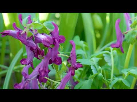 Lerchensporn, pflegeleichter Frühblüher für den Naturgarten