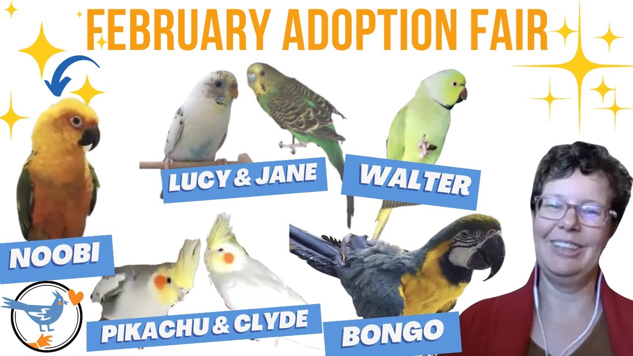 Mickaboo Virtual Adoption Fair, 12 February 2023 YouTube