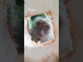 ヤシの実の中にカメラを入れたら…？🐒🌴 Osmo Nanoが捉えたサルの超近距離映像