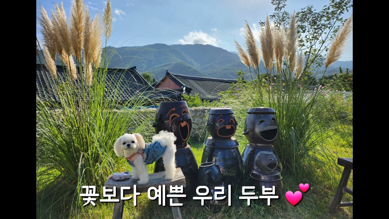 속초 애견동반카페 - 다온 (내돈내방문)