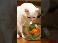 The thoughts I have towards you 🤔🤔🤔🤔🤣🤣🤣👈 #cat ,#cute ,#funny ,#catvideos #aww #funniestvideo