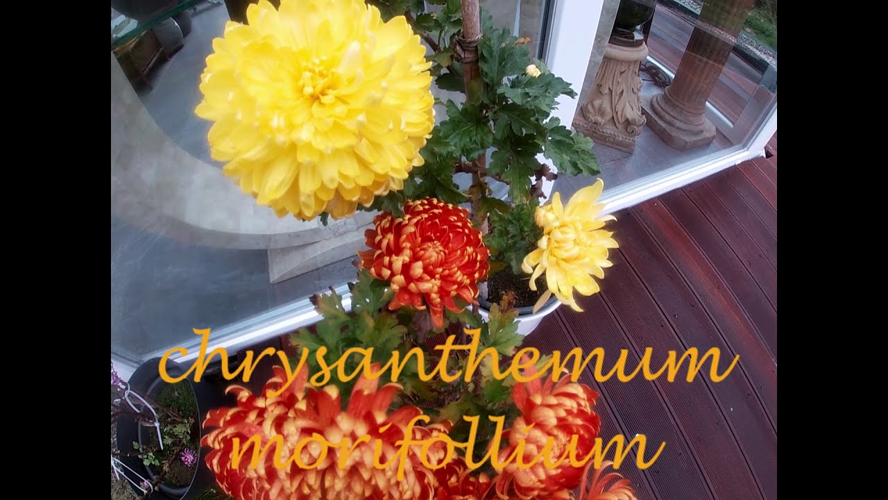 Chrysanthemum. Planting indoors and outdoors. Taking care of
