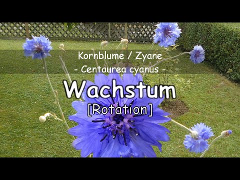 Video: Kornblume Sonnig