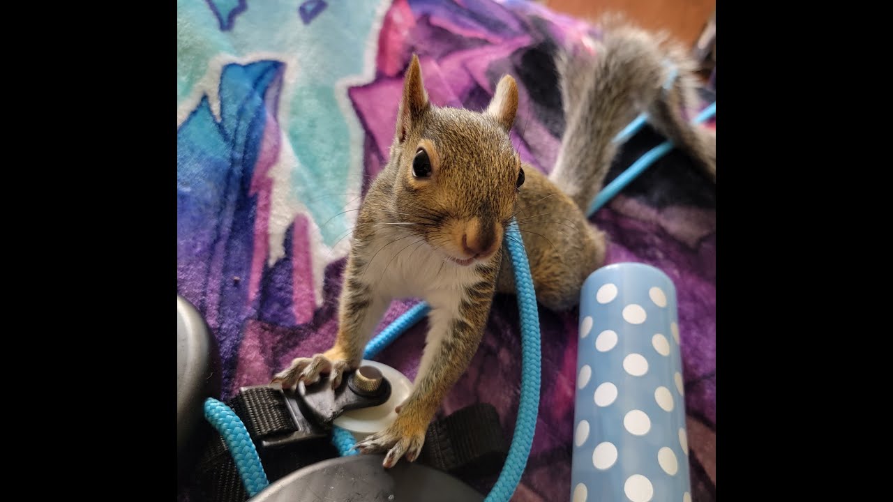 Squirrel Rambo Rambo The Rescue Squirrel (This video has no sound) - YouTube