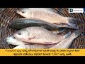 Gowri fish farming course trailer in kannada  ffreedom app