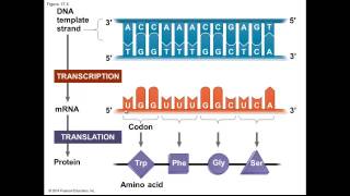Chapter 17 part 1 lecture