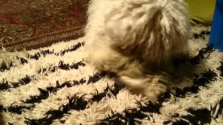 Puli Play by isobelkim 127 views 9 years ago 46 seconds