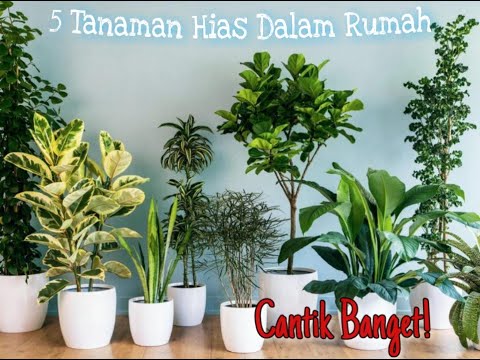 Video: Bunga Dalam Ruangan Dengan Daun Ungu (30 Foto): Tanaman Dalam Ruangan Dengan Daun Hijau Di Atas Dan Ungu Di Bawah, Jenis Lainnya