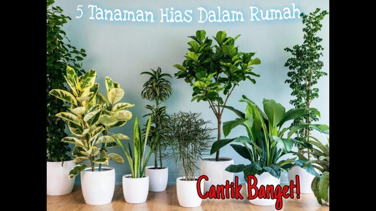 Tanaman Hias  Dalam  Rumah  YouTube