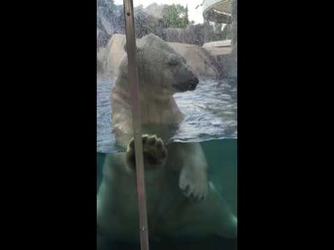 Polar Bear attack attempt on baby! Must see this!!