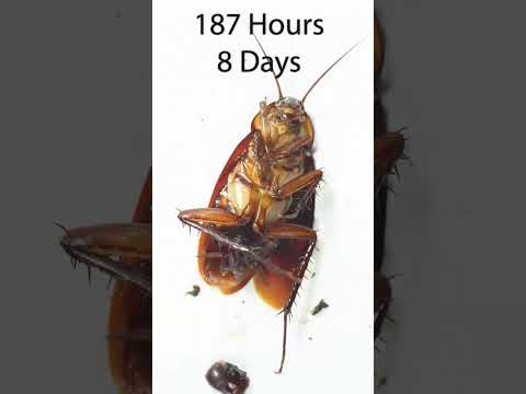 How many days can a cockroach survive without food and water?