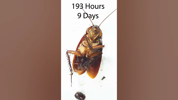 How many days can a cockroach survive without food and water? - DayDayNews