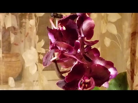Бейне: Dendrobium Phalaenopsis орхидеясы (23 фото): гүлдердің сипаттамасы, үйде күтім, өсіру әдістері