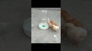 Baby Chicks 🐤 🐤 Water Feeder #shorts #mostrending #3mbvlogs