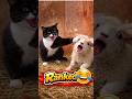 Ranking Funny Selfish Pets 😤🐾 | #funnyshorts