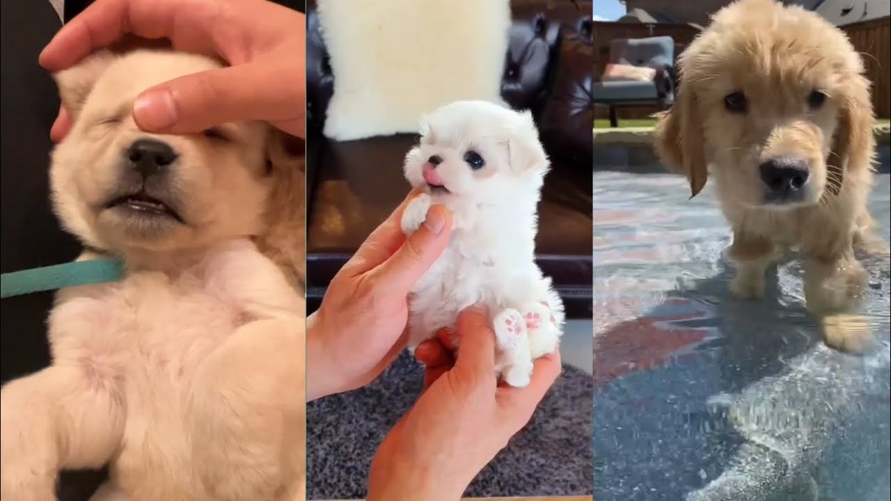 Puppies Funny and Cute Videos | Aman Pets Video