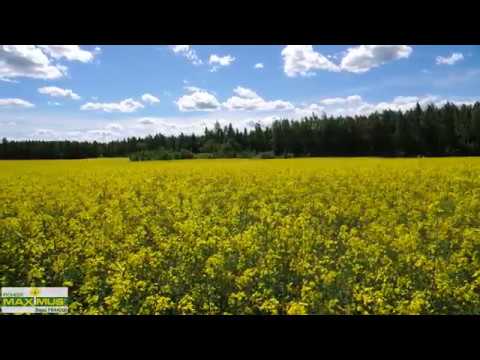 Video: Varhainen kaali: lajikkeet, viljelyominaisuudet