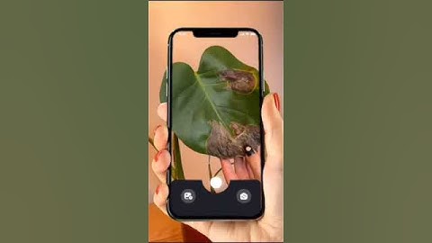 Plant disease detection