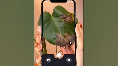 Plant disease detection