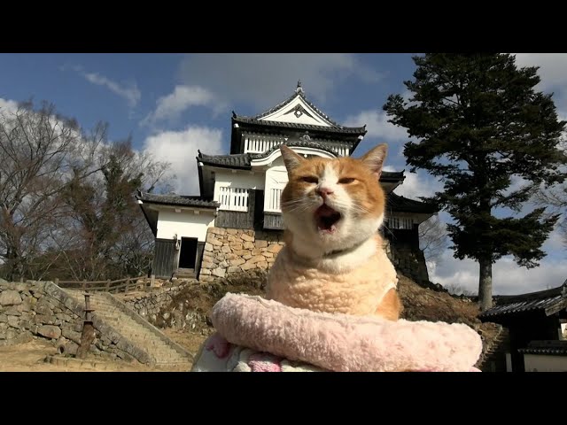 美の美百選　圓城寺次郎編 型絵染の世界を存分に「人間国宝 稲垣稔次郎（としじろう）─遊び心に