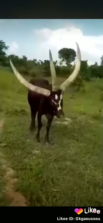 Uchawi wa sumbawanga
