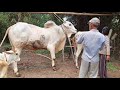 Cattle Farm, Cattle Farm in Cambodia Khmer cows are bred in the past