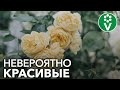 ТОП-7 сортов плетистых роз, которые преобразят любой сад!