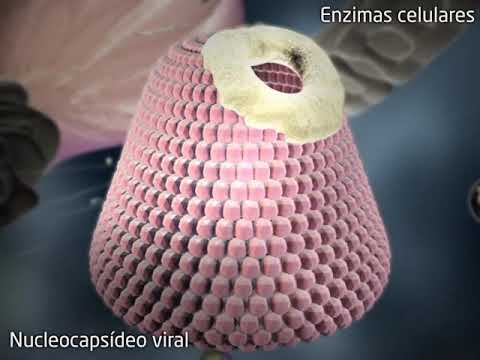 Vídeo: Qual é a função da transcriptase reversa do HIV 1?