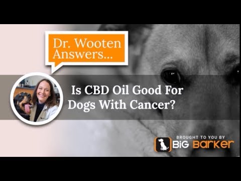 what is the best cbd oil for dogs with cancer