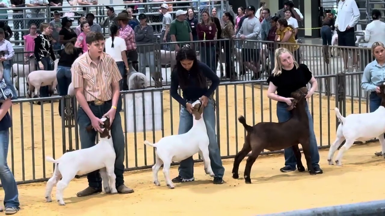 Competencia de borregos chivos en Houston tx año 2025 