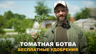 ВСЁ ЕЩЁ ВЫБРАСЫВАЕТЕ БОТВУ ТОМАТОВ? ЗРЯ! Ценнейшие и бесплатные удобрения из ботвы томатов.
