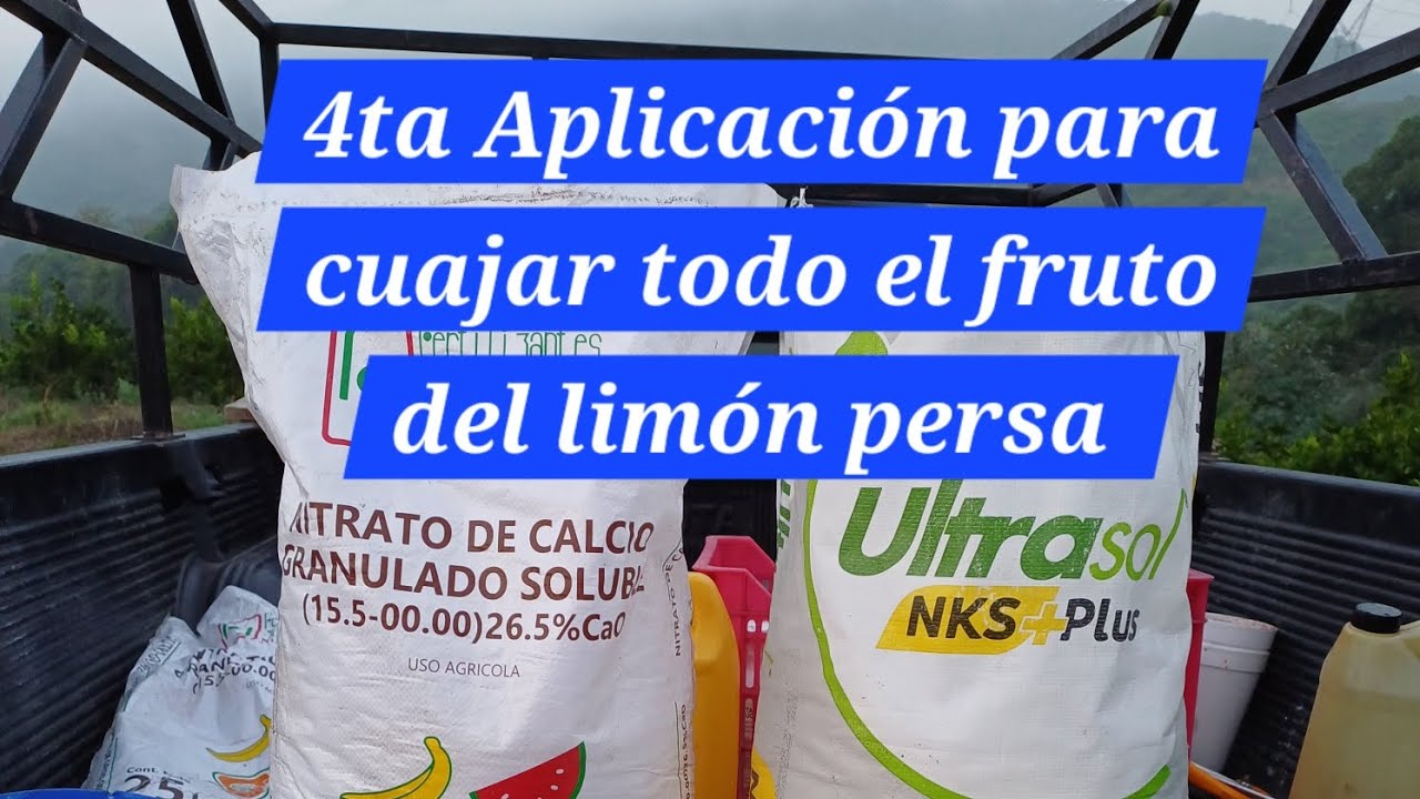 4ta. Aplicación con unos de los mejores foliares para el cuajado del limón persa.