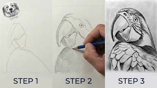 How to Draw a Realistic Parrot with Pencil Step by Step in Real Time