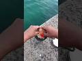 異常に活性する漁港に海老を使ってやっちまった