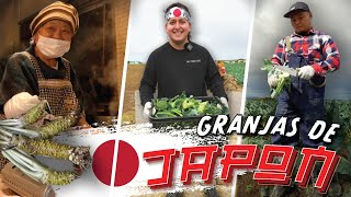 Fui granjero en Japón! 🇯🇵🧑‍🌾Vida de campo en Japón! 🌾 by Calixto Serna - México Cooking Club 481,278 views 3 months ago 24 minutes
