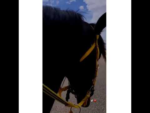 ك ل الخرائط قد تاهت ببوصلتي