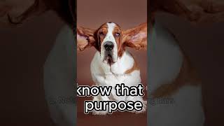 Basset Hound  Facts That You Should Know