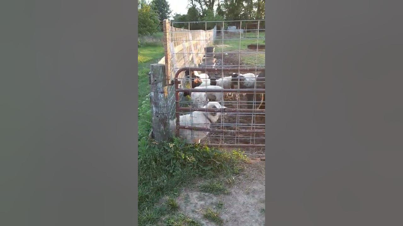 Say hello to our LGD & livestock at Julie Brandon June 2022 