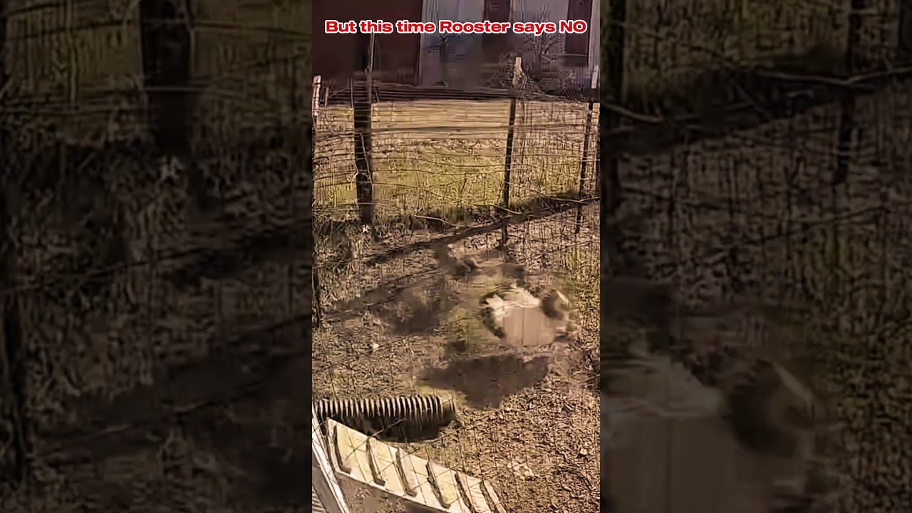 Two Heads Are Better Than One: Rooster Saves Chicken from Eagle Attack!