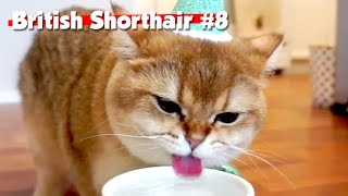 Golden British Shorthair #08 | Maple Cat | This is Cat by This is Cat 3,570 views 3 years ago 10 minutes, 31 seconds