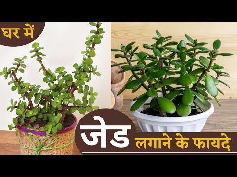 घर में जेड लगाने के फायदे | 6 Amazing Jade Plant Benefits