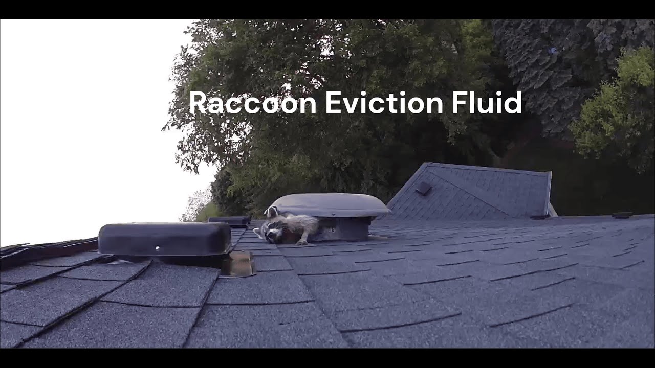 raccoon-eviction-fluid-how-to-get-rid-of-raccoons-from-the-attic